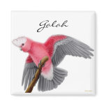 Galah Cockatoo Magnet