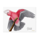 Galah Cockatoo Postcard