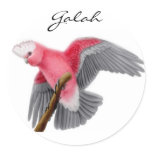 Galah Cockatoo Sticker