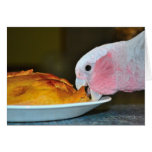 Galah Eating Pie Card