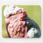 galah mousepads