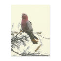 Galah postcards
