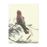 Galah postcards