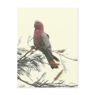 Galah Postcard by brianlart