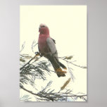 galah posters