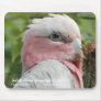 Galah (Rose Breasted Cockatoo)