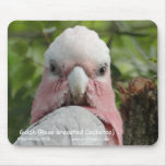 Galah (Rose Breasted Cockatoo)