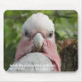 Galah (Rose Breasted Cockatoo)