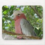 Galah (Rose Breasted Cockatoo)