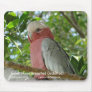 Galah (Rose Breasted Cockatoo)