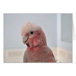 Galah Wildlife Card