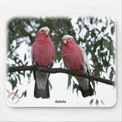Galahs 9Y517D-003 Mouse Pads by TraffordPhotos