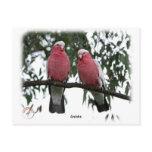 Galahs 9Y517D-003 postcards