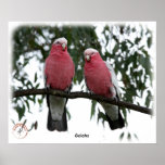 Galahs 9Y517D-003 posters