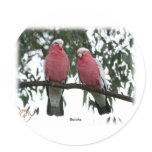 Galahs 9Y517D-003 stickers