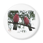 Galahs 9Y517D-004 magnets