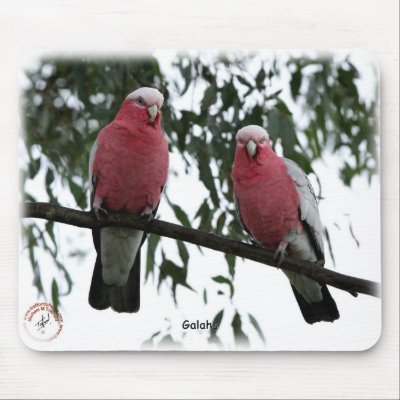 Galahs 9Y517D-004 Mouse Mat by TraffordPhotos