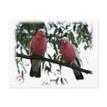 Galahs 9Y517D-004 postcards