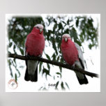 Galahs 9Y517D-004 posters