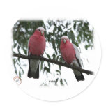 Galahs 9Y517D-004 stickers