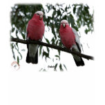 Galahs 9Y517D-004 t-shirts