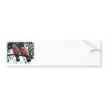Galahs 9Y517D-018 bumper stickers