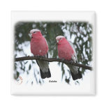 Galahs 9Y517D-018 magnets