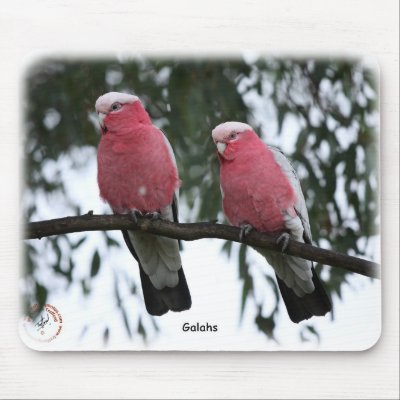 Galahs 9Y517D-018 Mouse Mat by TraffordPhotos