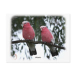 Galahs 9Y517D-018 postcards