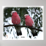 Galahs 9Y517D-018 posters