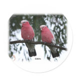 Galahs 9Y517D-018 stickers