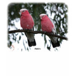 Galahs 9Y517D-018 t-shirts