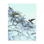 Galahs postcards