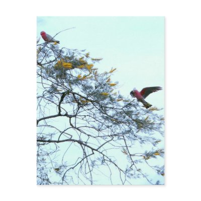 Galahs Postcards by brianlart