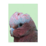 Galahs postcards