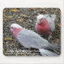 Galahs (Rose Breasted Cockatoo)