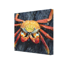 Galapagos Crab Stretched Canvas Print