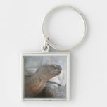 Galápagos giant tortoise photograph keychain