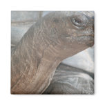 Galápagos giant tortoise photograph magnets