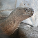 Galápagos giant tortoise photograph photo sculptures
