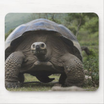 Galapagos Giant Tortoises Geochelone Mousepads