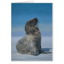 Galapagos Sea Lion Cards