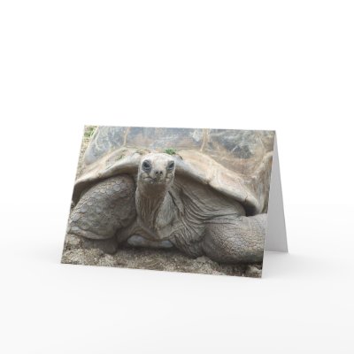 Galapagos Tortoise Card by ZoologicallyInclined