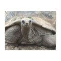 Galapagos Tortoise Postcard