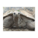 Galapagos Tortoise Postcard