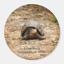 Galapagos Tortoise Refrigerator Magnet