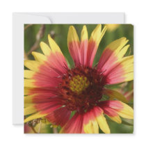Gallardia Invitations