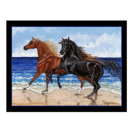 Gallop beach Arabian horse postcard