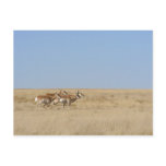 Galloping Antelope Post Card