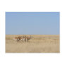 Galloping Antelope Post Card